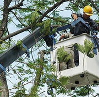 Dịch vụ chăm sóc, cắt tỉa cây xanh, chăm sóc thảm cỏ thuần chủng, cắt cỏ phát hoang PCCC
