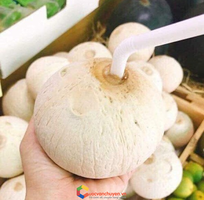 Thủ tục xuất khẩu trái dừa tươi