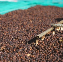 1 Quy trình sản xuất cà phê decaf