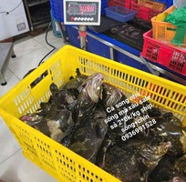 NƠi bán cá mú vip ngon tuyển chọn