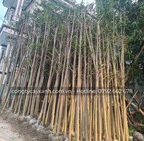 Chuyên bán cây bàng Đài Loan cho công trình