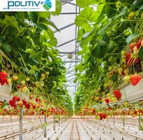 3 Màng Nhà Kính: Giải Pháp Nông Nghiệp Công Nghệ Cao, Hiệu Quả Kinh Tế Vượt Trội