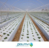 4 Màng Nhà Kính: Giải Pháp Nông Nghiệp Công Nghệ Cao, Hiệu Quả Kinh Tế Vượt Trội