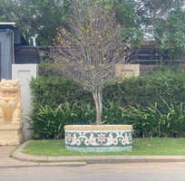 16 Chậu hoa đắp sành sứ, cẩn miểng thủ công mỹ nghệ