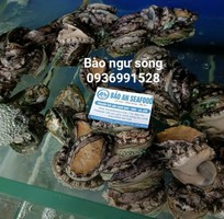 Cần bán bào ngư tuyển chọn giá tốt