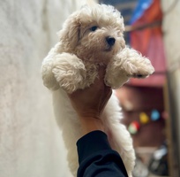 Tìm nhà mới cho bé poodle đực 2 tháng tuổi Tìm nhà mới cho bé poodle đực 2 tháng tuổi