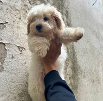 1 Tìm nhà mới cho bé poodle đực 2 tháng tuổi 1 Tìm nhà mới cho bé poodle đực 2 tháng tuổi