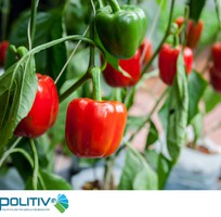 3    ĐỘT PHÁ Năng Suất Cùng Màng Nhà Kính Công Nghệ Cao của Israel     