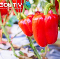 4    ĐỘT PHÁ Năng Suất Cùng Màng Nhà Kính Công Nghệ Cao của Israel     