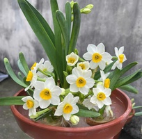 Cây cảnh mini để bàn   decor văn phòng, quán cà phê, dễ chăm