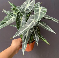 1 Cây cảnh mini để bàn   decor văn phòng, quán cà phê, dễ chăm