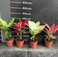 2 Cây cảnh mini để bàn   decor văn phòng, quán cà phê, dễ chăm