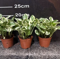 3 Cây cảnh mini để bàn   decor văn phòng, quán cà phê, dễ chăm