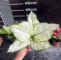 4 Cây cảnh mini để bàn   decor văn phòng, quán cà phê, dễ chăm