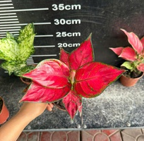 5 Cây cảnh mini để bàn   decor văn phòng, quán cà phê, dễ chăm