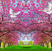 3 Tranh gạch men hoa anh đào HP0283