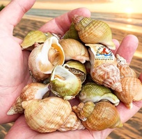 Mua ốc bulot ở đâu