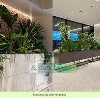 Chăm Sóc và Bảo Dưỡng Cây Xanh Văn Phòng Định Kỳ DPL