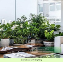 2 Chăm Sóc và Bảo Dưỡng Cây Xanh Văn Phòng Định Kỳ DPL