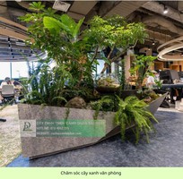 3 Chăm Sóc và Bảo Dưỡng Cây Xanh Văn Phòng Định Kỳ DPL