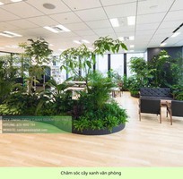 4 Chăm Sóc và Bảo Dưỡng Cây Xanh Văn Phòng Định Kỳ DPL