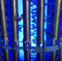 2 Đèn diệt côn trùng sử dụng gia đình SSK-10W