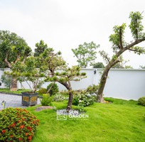 Thiết kế cảnh quan cây xanh   Giải pháp tạo không gian sống xanh