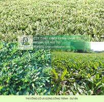 Thi Công Cỏ Nhung Và Cỏ Lá Gừng Cho Công Trình DPL