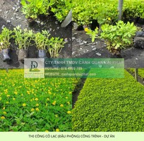 1 Thi Công Cỏ Nhung Và Cỏ Lá Gừng Cho Công Trình DPL