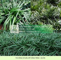 2 Thi Công Cỏ Nhung Và Cỏ Lá Gừng Cho Công Trình DPL