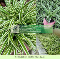 3 Thi Công Cỏ Nhung Và Cỏ Lá Gừng Cho Công Trình DPL