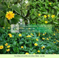 4 Thi Công Cỏ Nhung Và Cỏ Lá Gừng Cho Công Trình DPL