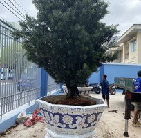 10 Chậu khảm miểng , cẩn miểng chén dĩa , đắp sành sứ thủ công mỹ nghệ Thủ Đức