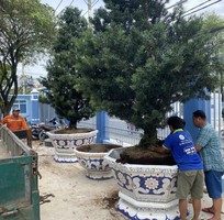 16 Chậu khảm miểng , cẩn miểng chén dĩa , đắp sành sứ thủ công mỹ nghệ Thủ Đức