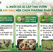 Cẩm Nang Kỹ Thuật Nuôi gà Ai Cập Thả Vườn Đạt Chuẩn Sinh Thái Cho Người Mới