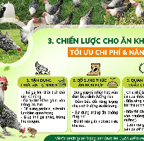 1 Cẩm Nang Kỹ Thuật Nuôi gà Ai Cập Thả Vườn Đạt Chuẩn Sinh Thái Cho Người Mới