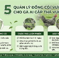 3 Cẩm Nang Kỹ Thuật Nuôi gà Ai Cập Thả Vườn Đạt Chuẩn Sinh Thái Cho Người Mới