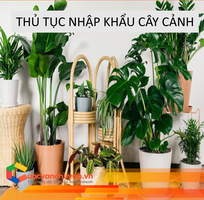 Thủ tục nhập khẩu cây cảnh  không có bầu đất