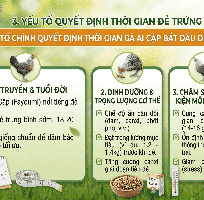 Tìm Hiểu Quá Trình Sinh Trưởng: Gà Ai Cập Bao Lâu Mới Bắt Đầu Sinh Sản
