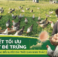 1 Tìm Hiểu Quá Trình Sinh Trưởng: Gà Ai Cập Bao Lâu Mới Bắt Đầu Sinh Sản