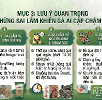 2 Tìm Hiểu Quá Trình Sinh Trưởng: Gà Ai Cập Bao Lâu Mới Bắt Đầu Sinh Sản