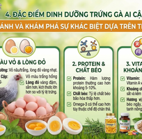 2 Toàn Tập Về Trứng gà Ai Cập: Đánh Giá Giá Trị Dinh Dưỡng Và Hướng Dẫn Mua Sắm Thông Thái