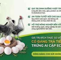 Toàn Tập Về Trứng gà Ai Cập: Đánh Giá Giá Trị Dinh Dưỡng Và Hướng Dẫn Mua Sắm Thông Thái