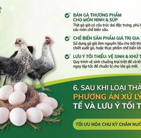 Chiến thuật xác định thời điểm dừng khai thác gà Ai Cập cho người mới