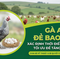 3 Chiến thuật xác định thời điểm dừng khai thác gà Ai Cập cho người mới