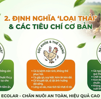 2 Chiến thuật xác định thời điểm dừng khai thác gà Ai Cập cho người mới