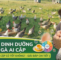 3 Toàn Tập Về Trứng gà Ai Cập: Đánh Giá Giá Trị Dinh Dưỡng Và Hướng Dẫn Mua Sắm Thông Thái