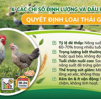 1 Chiến thuật xác định thời điểm dừng khai thác gà Ai Cập cho người mới