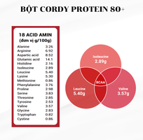 3 ASN Cordy Protein 80