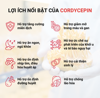 1 ASN Cordy Protein 80